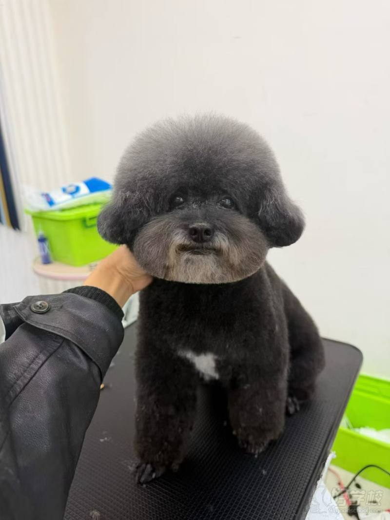 老师作品