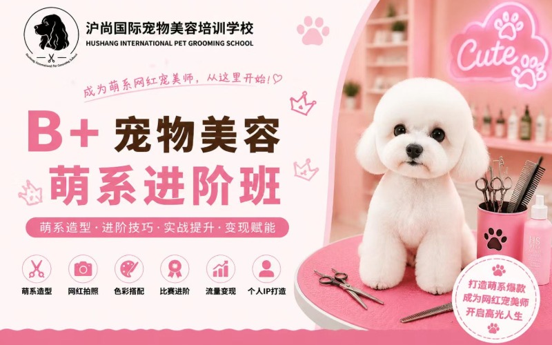 上海宠物美容培训B+萌系进阶班课程