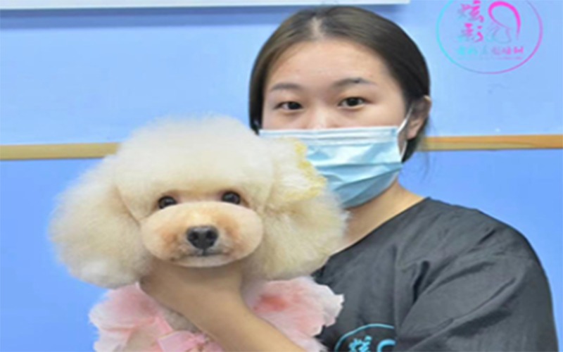 昆山宠物美容C级专业培训班