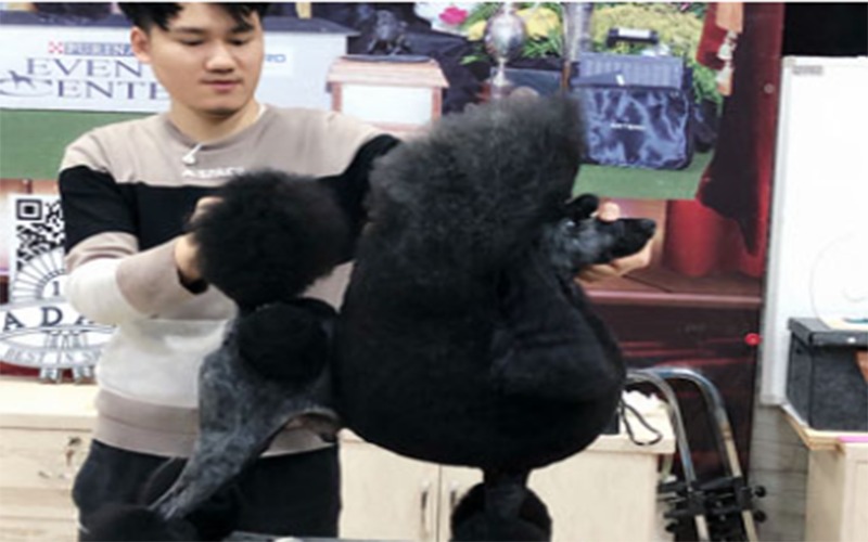 昆山宠物美容A级全能培训班