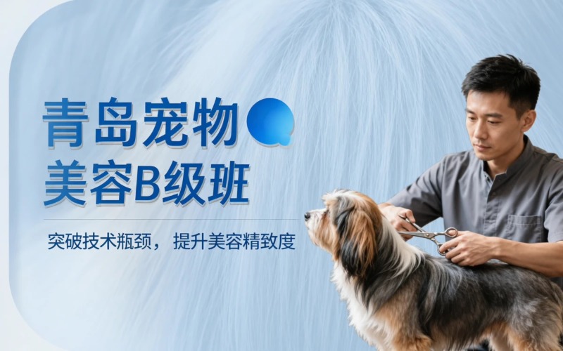 青岛宠物美容B级标准班