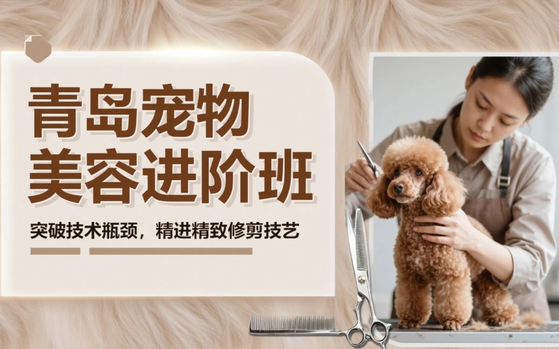青岛宠物美容CB连读班
