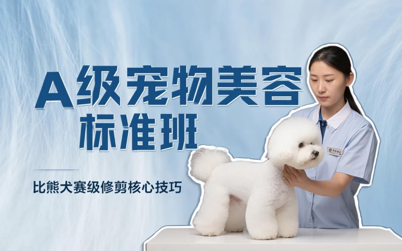 青岛宠物美容A级标准班