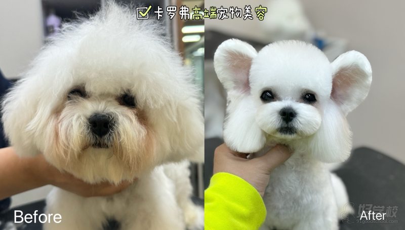 太原高端寵物美容C級入門培訓(xùn)課程