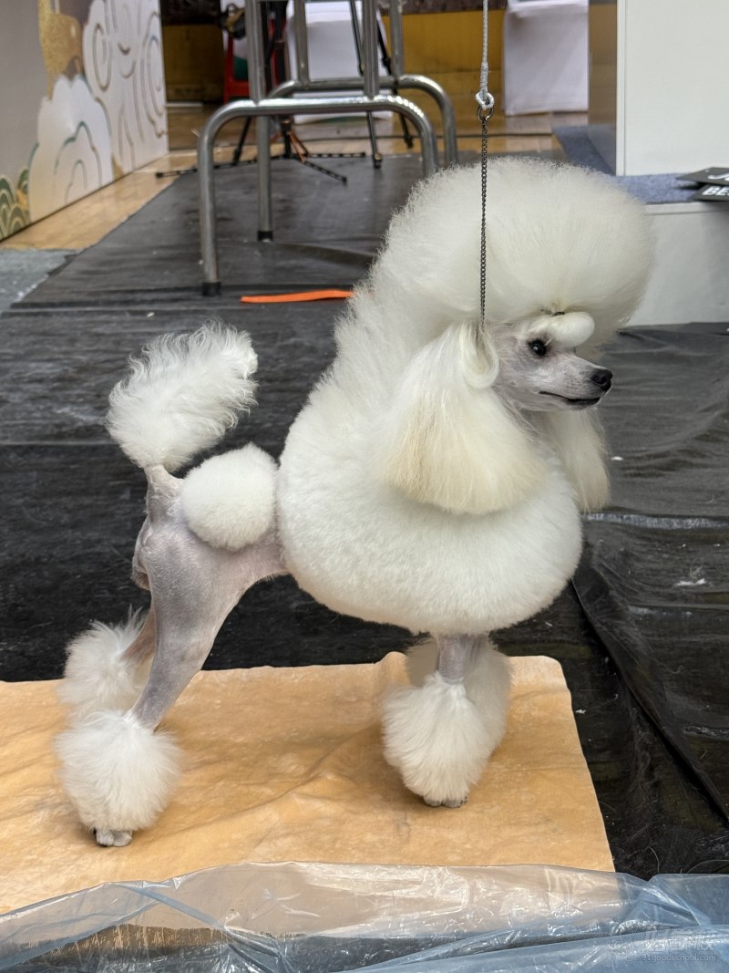 &nbsp; &nbsp; &nbsp; &nbsp; &nbsp; &nbsp; &nbsp; &nbsp; &nbsp; &nbsp; &nbsp; &nbsp; &nbsp; &nbsp; &nbsp; &nbsp; &nbsp; &nbsp; &nbsp; &nbsp; &nbsp; &nbsp; &nbsp; &nbsp; &nbsp; &nbsp; &nbsp; &nbsp; &nbsp; &nbsp; &nbsp; &nbsp; &nbsp; &nbsp; &nbsp;唐校长赛场作品